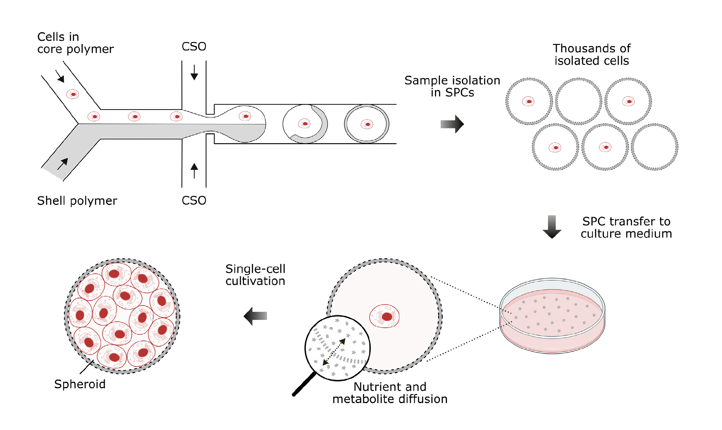 Semi-Permeable Capsules Facilitate High-Throughput Spheroid Formation ...